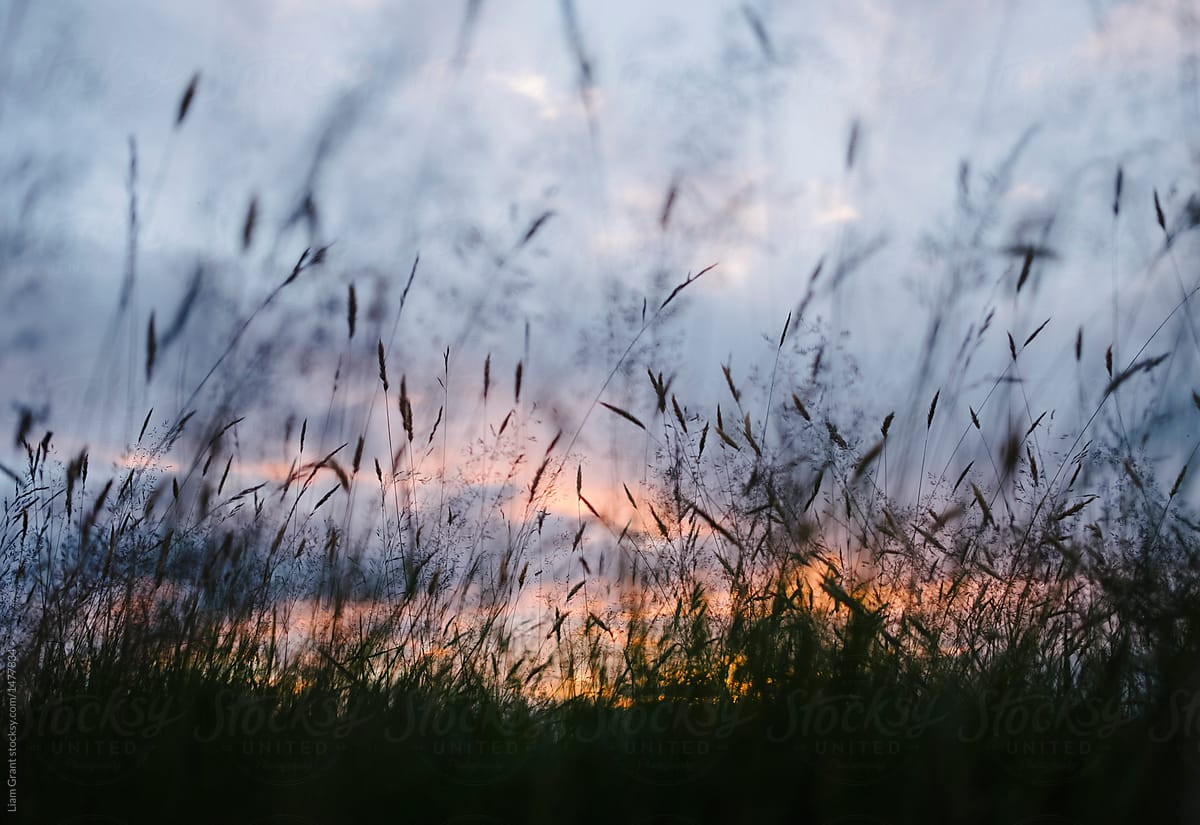 Download Wild Grass Silhouette On Moorland At Sunset Derbyshire Uk By Liam Grant Grass Closeup