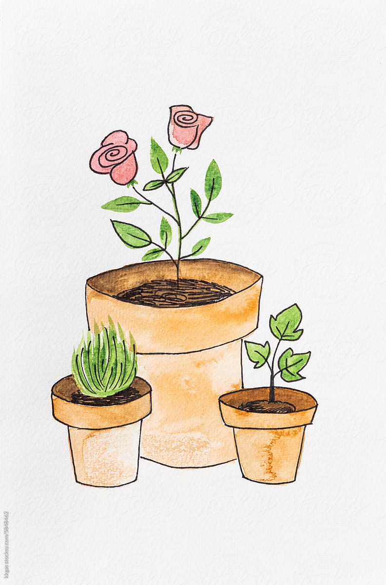Rose bush in a pot
