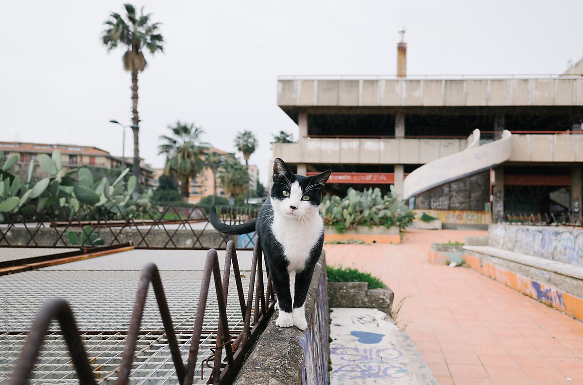 cat, concrete and cactuses