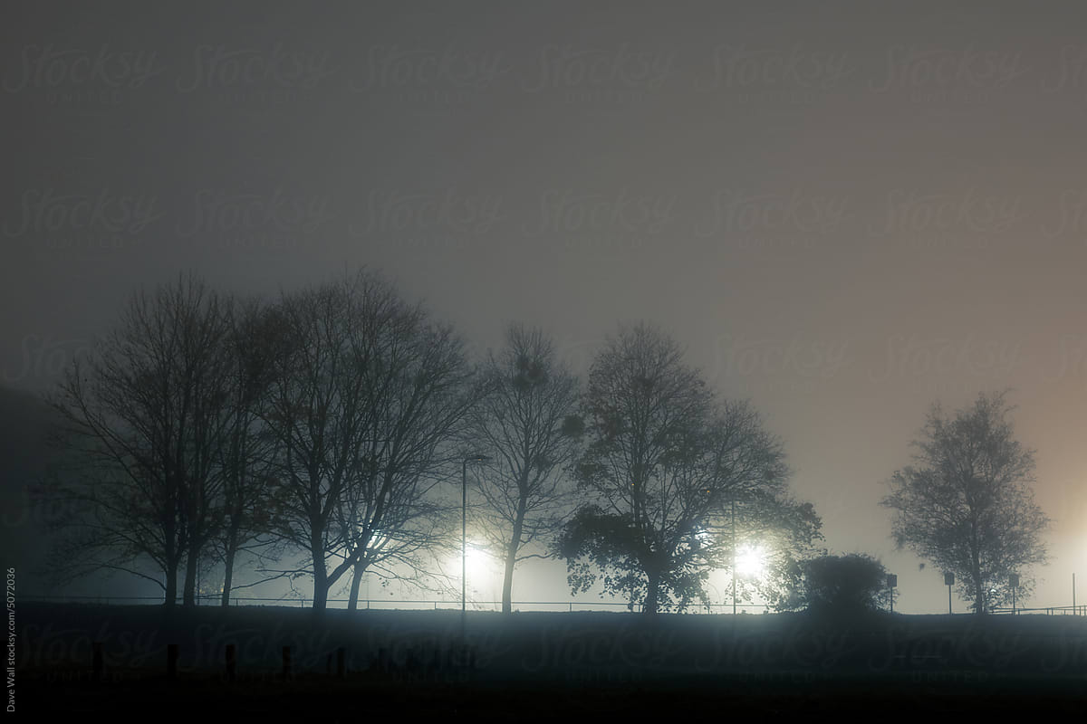 Trees silhouetted on a foggy night