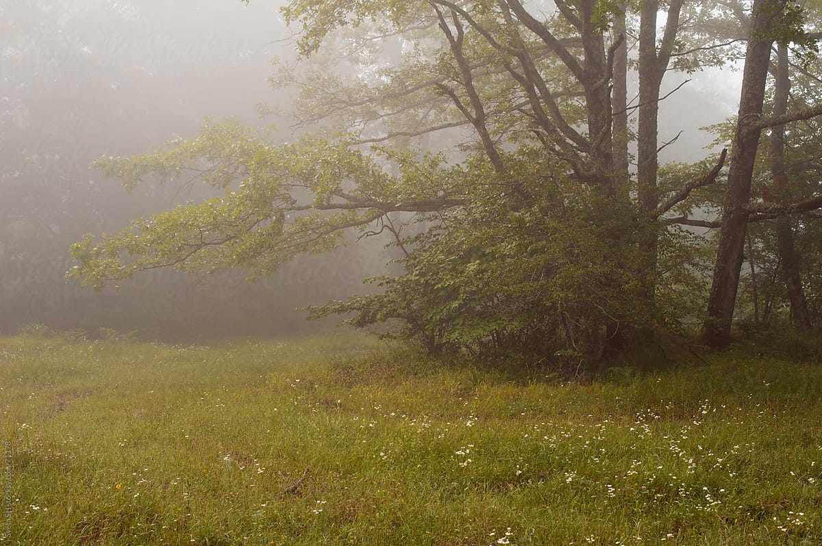 Edge of the forest. Misty summer morning.
