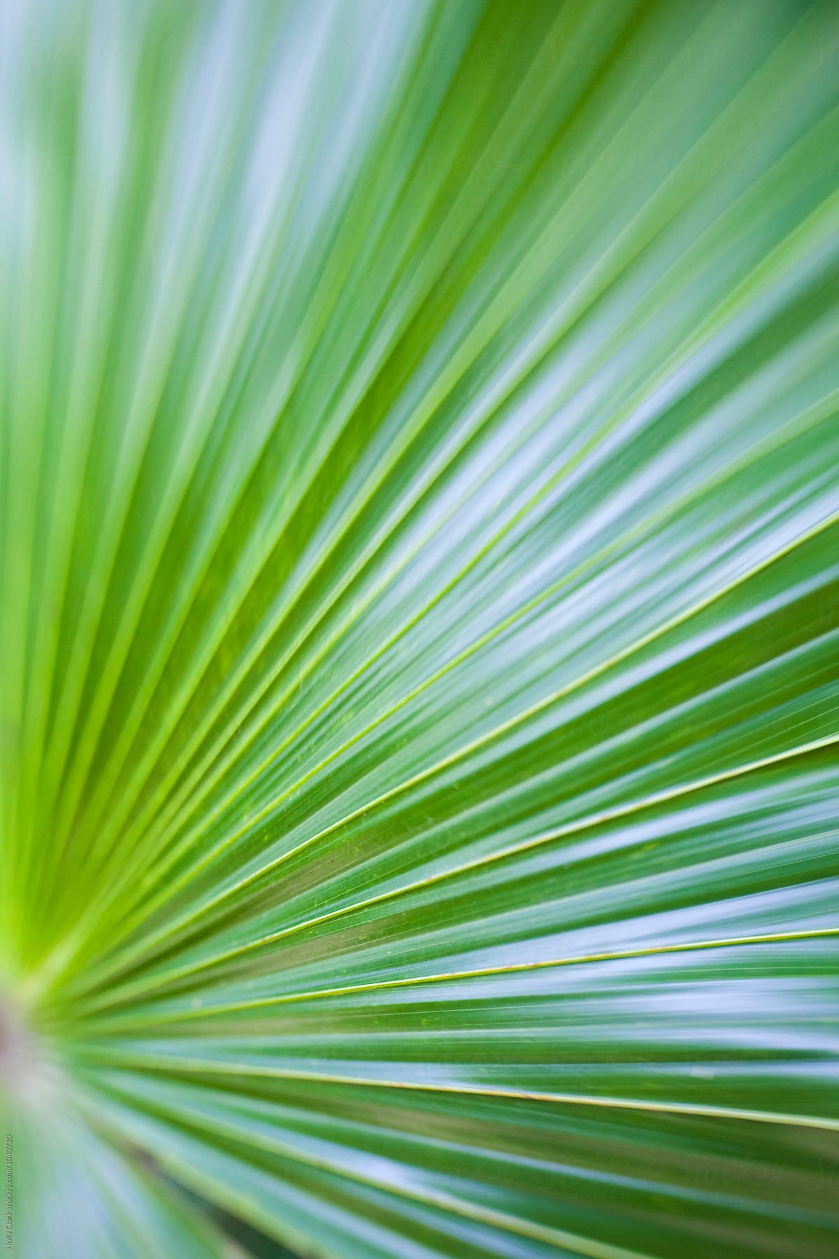 Closeup of  a green palm leaf with blue highlights fanning out from corner of frame