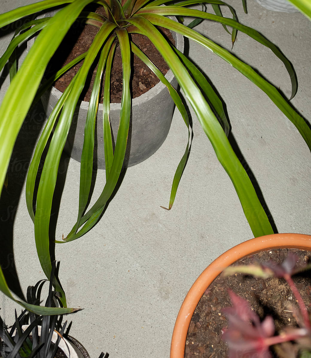 Tropical plants in front grey concrete wall and hard direct flashlight