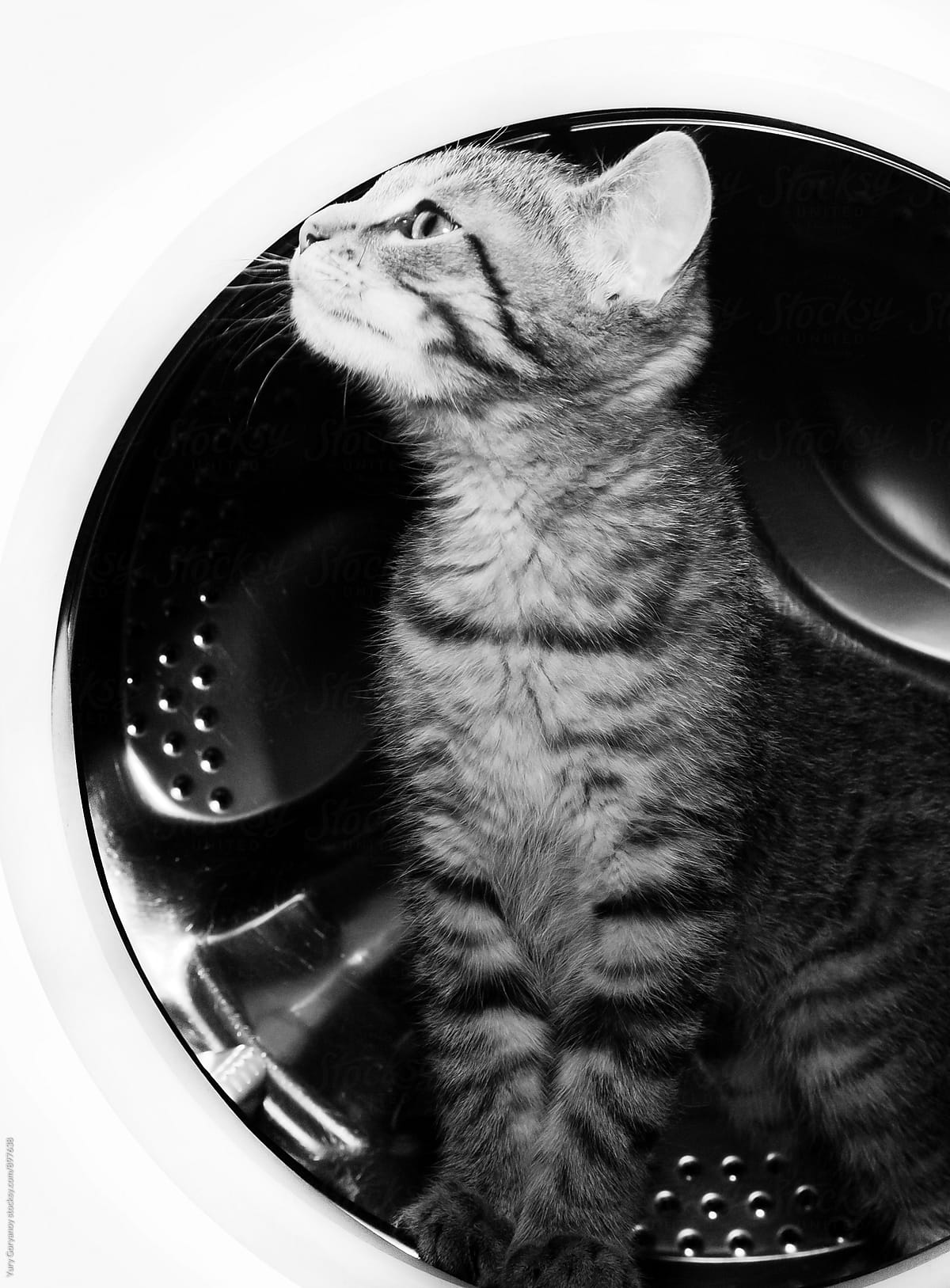 Kitty in washing machine