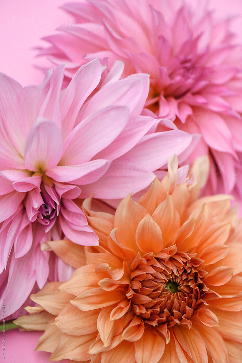 A Collection Of Cheerful Dahlia Blossoms