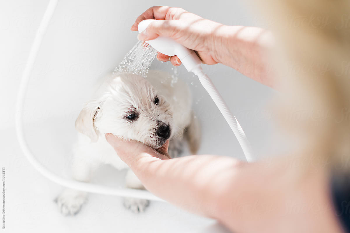 puppy having bath