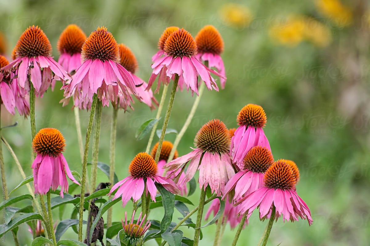 Group of hot pink cone flowers in a field of wild flowers