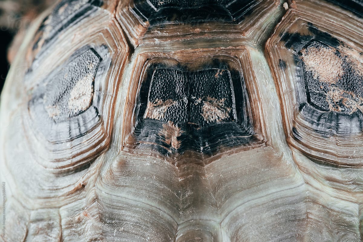 shell of Elongated tortoise