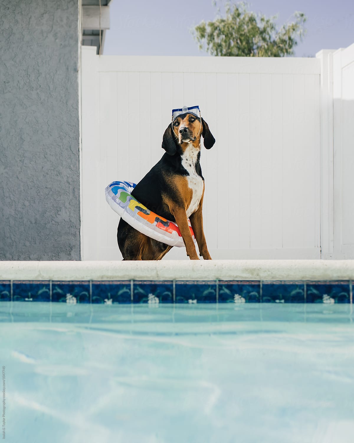 Summer Dog Hanging Out By Pool