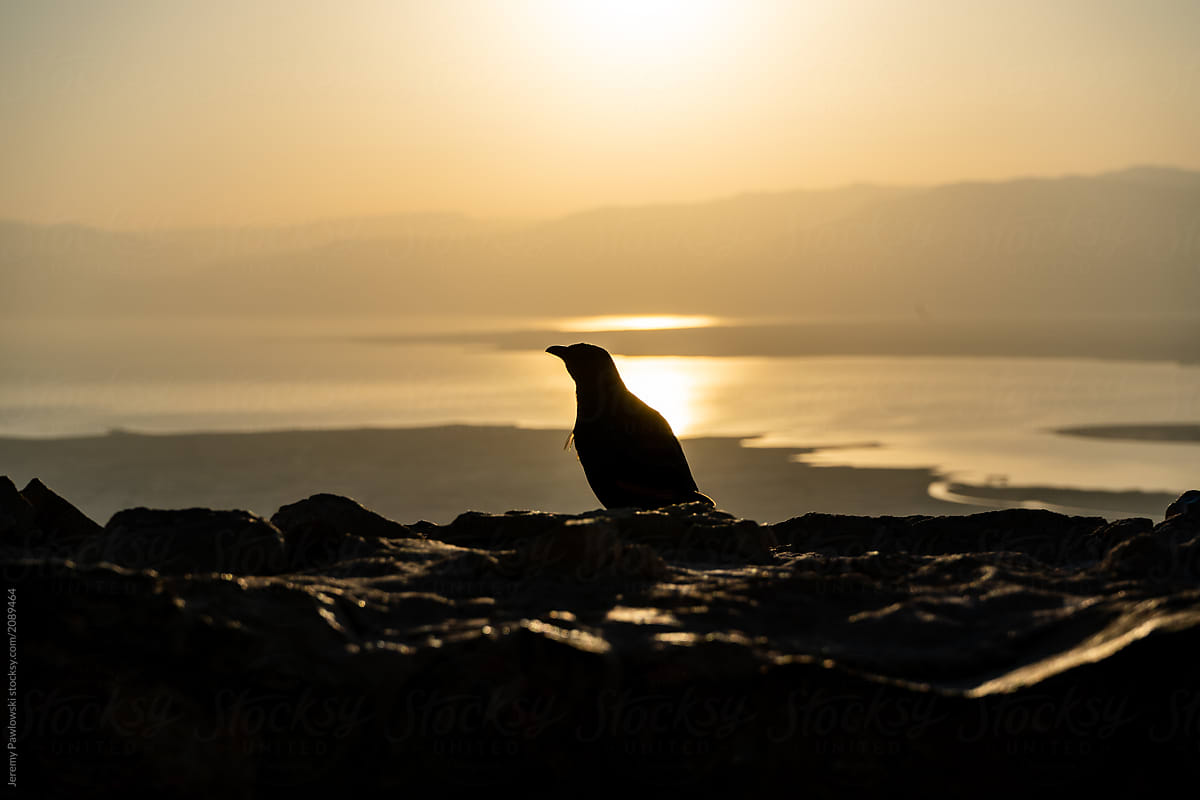 Birds during sunrise top of Mount Masada