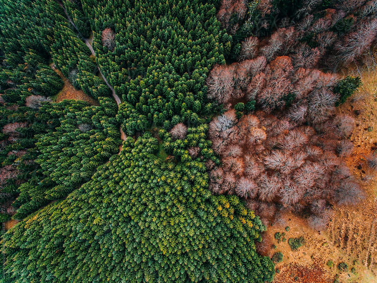 Aerial Photography Of A Green Forest By Stocksy Contributor Javier