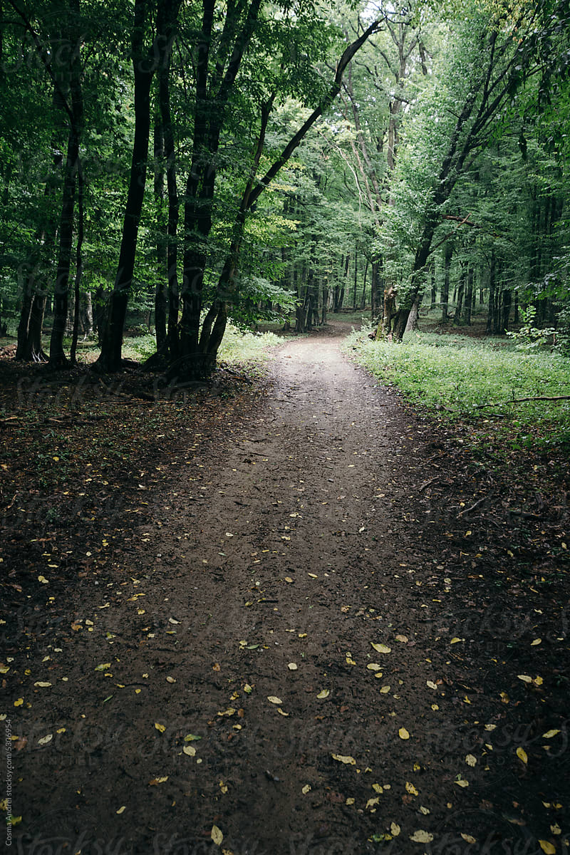 Path through the dark forest