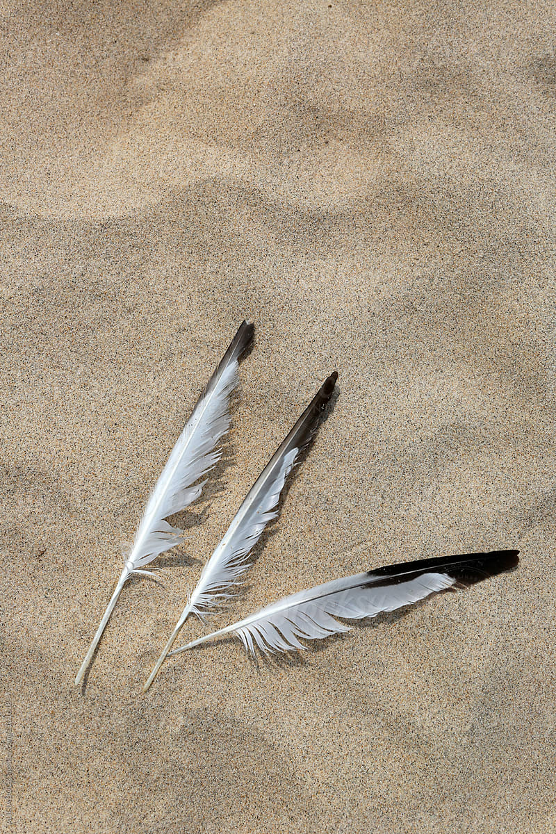 Three Seagull Feathers Found In Beach Sand On A Summer Day