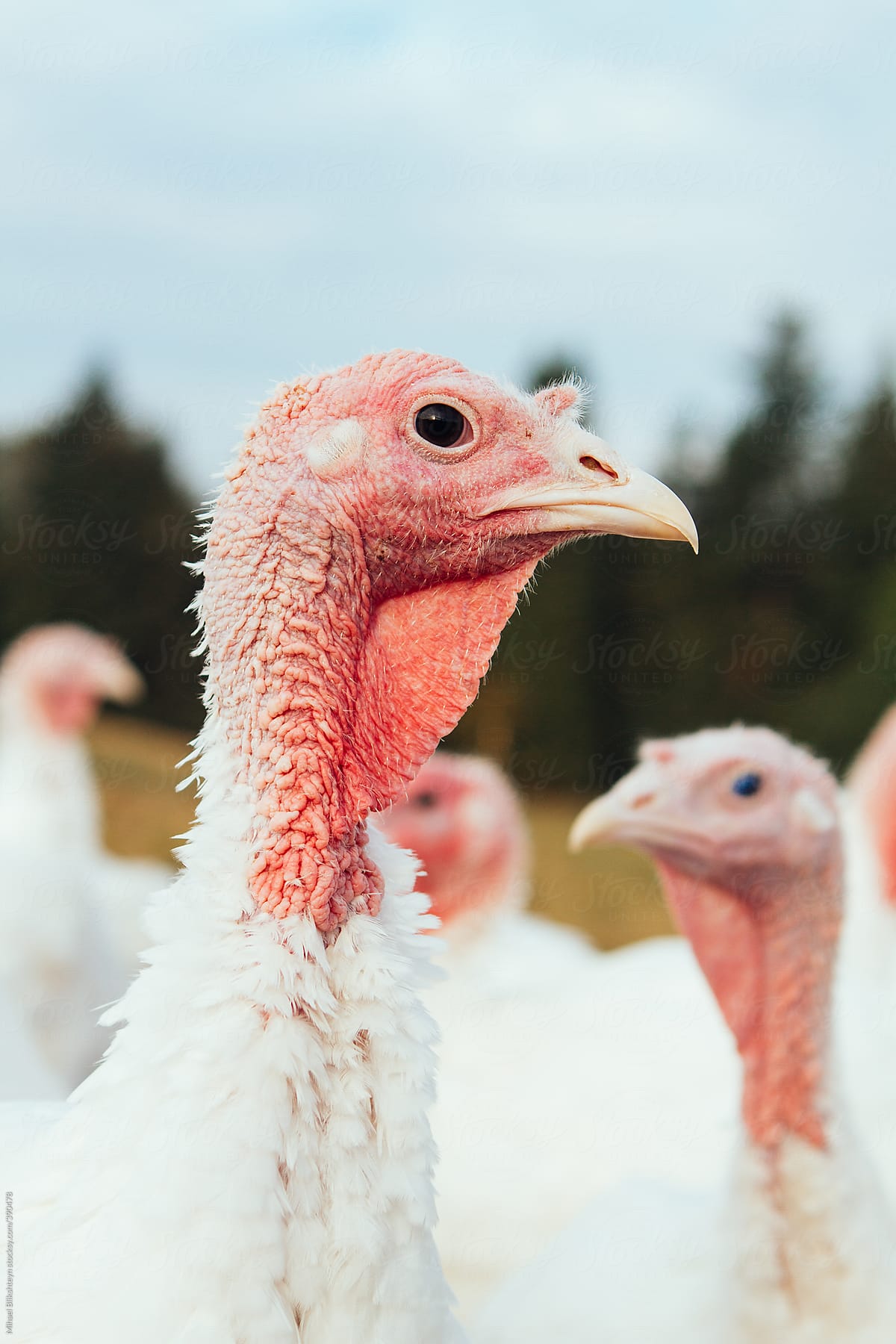Vertical shot of free-ranging turkeys raised on a small-scale organic farm