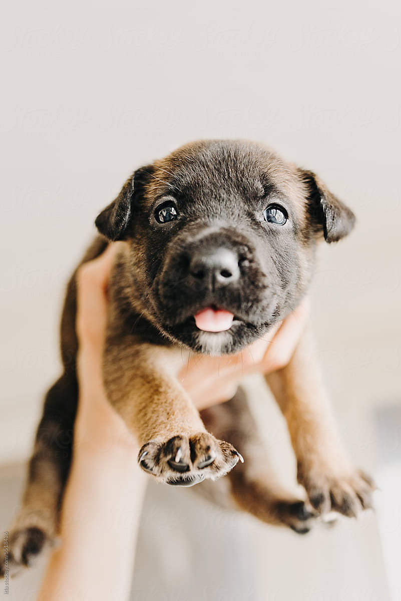 tiny puppy being held in one hand with tongue sticking out
