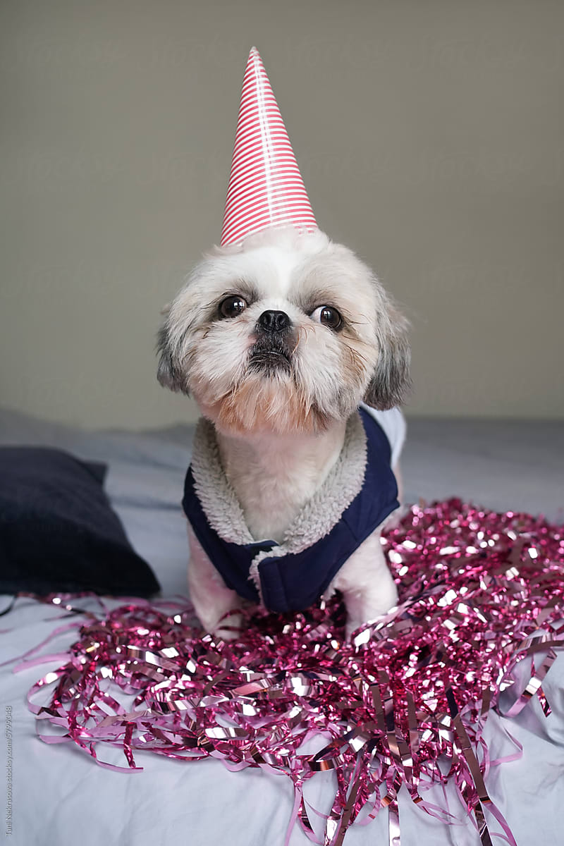 Shih Tzu dog in a jacket celebrates the holidays surrounded by sequins