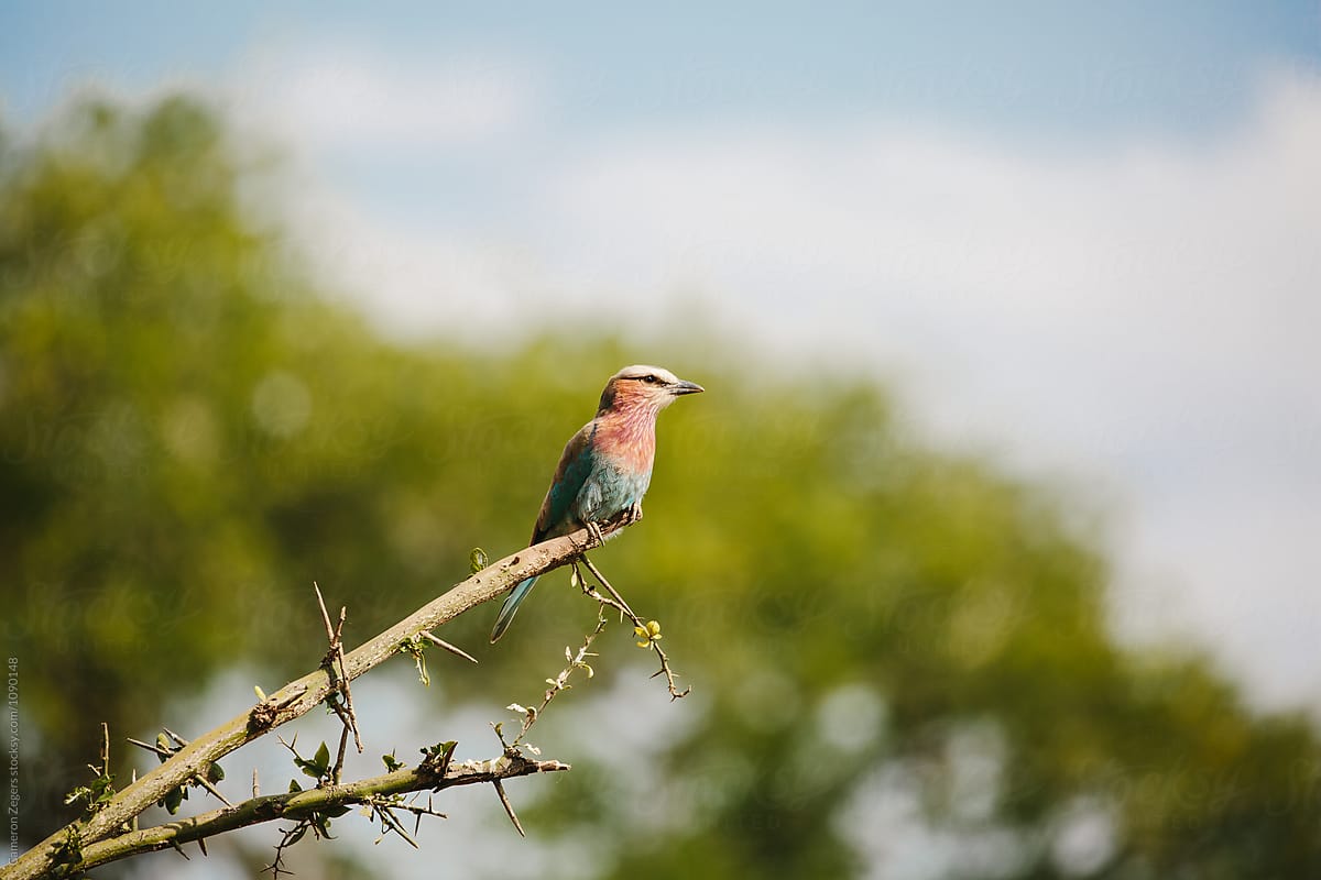 lilac-breasted roller bird on branch