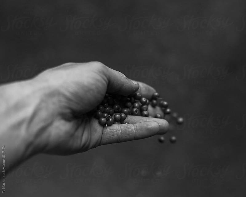 Seeds fall from an open hand