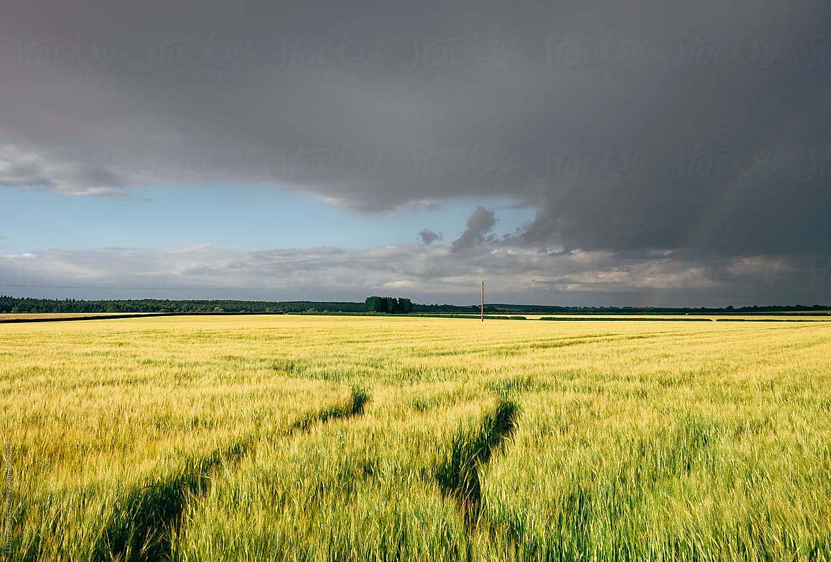 Storm clouds over crops at sunset. Norfolk, UK.