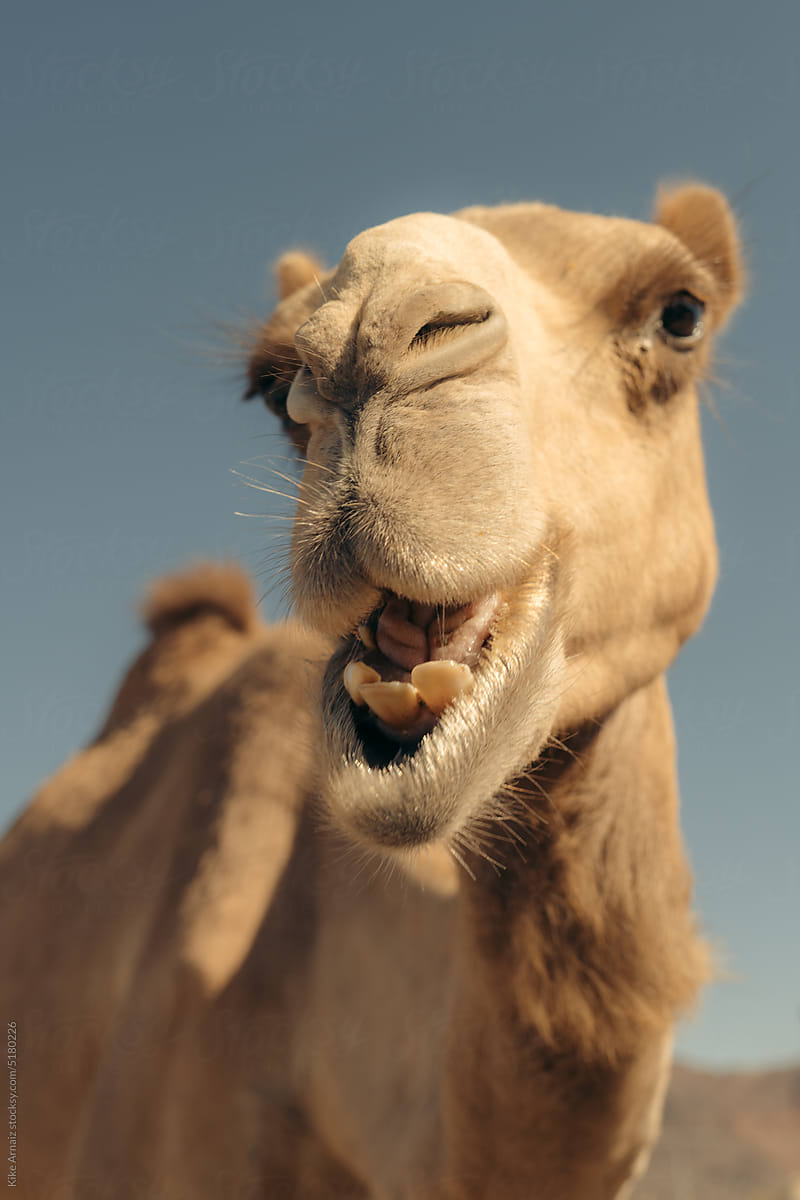 Closeup shot of a camel