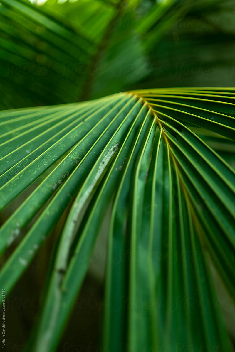 neon palm leave