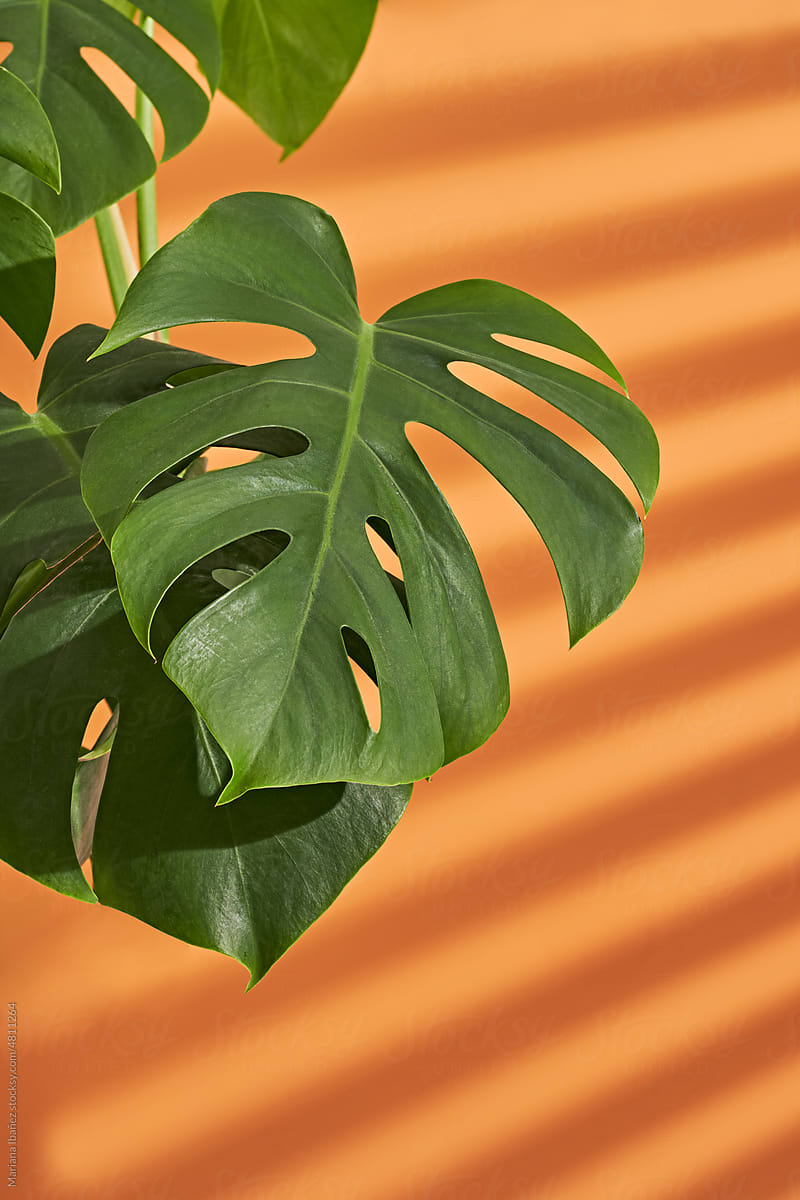 brasil philodendron Brazil Philodendron