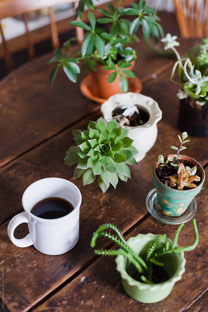 Coffee cup and Houseplants on Wooden Table