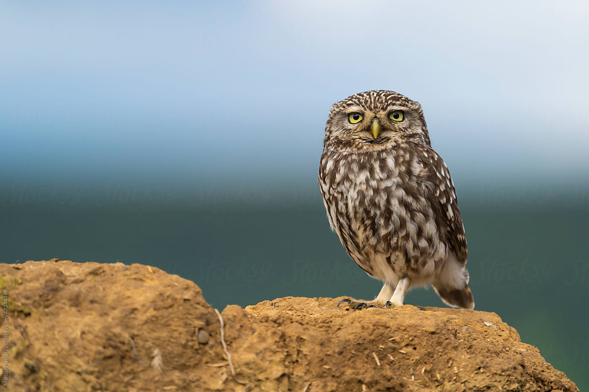 Little Owl Looking At The Camera