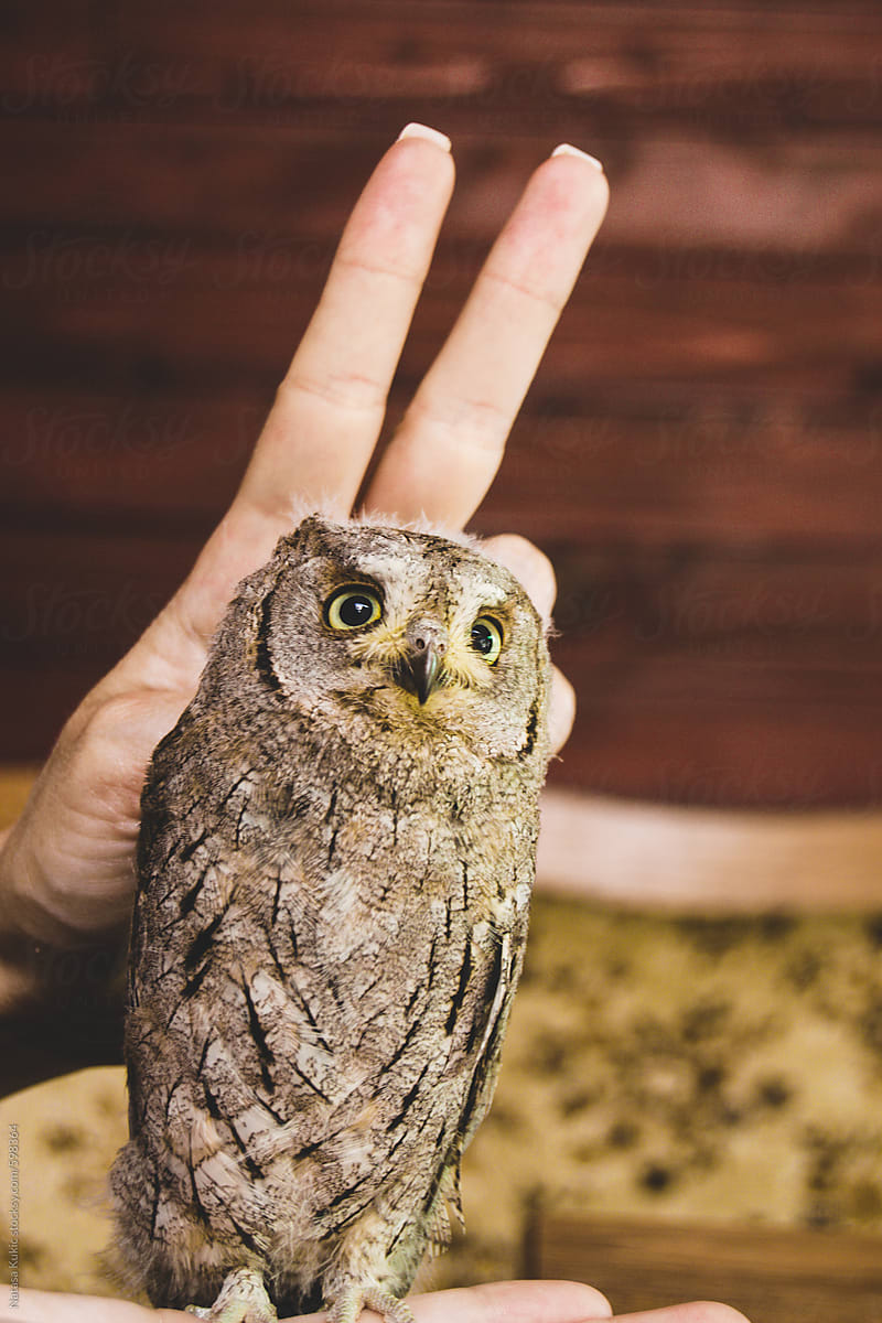 An owl with two fingers behind her head