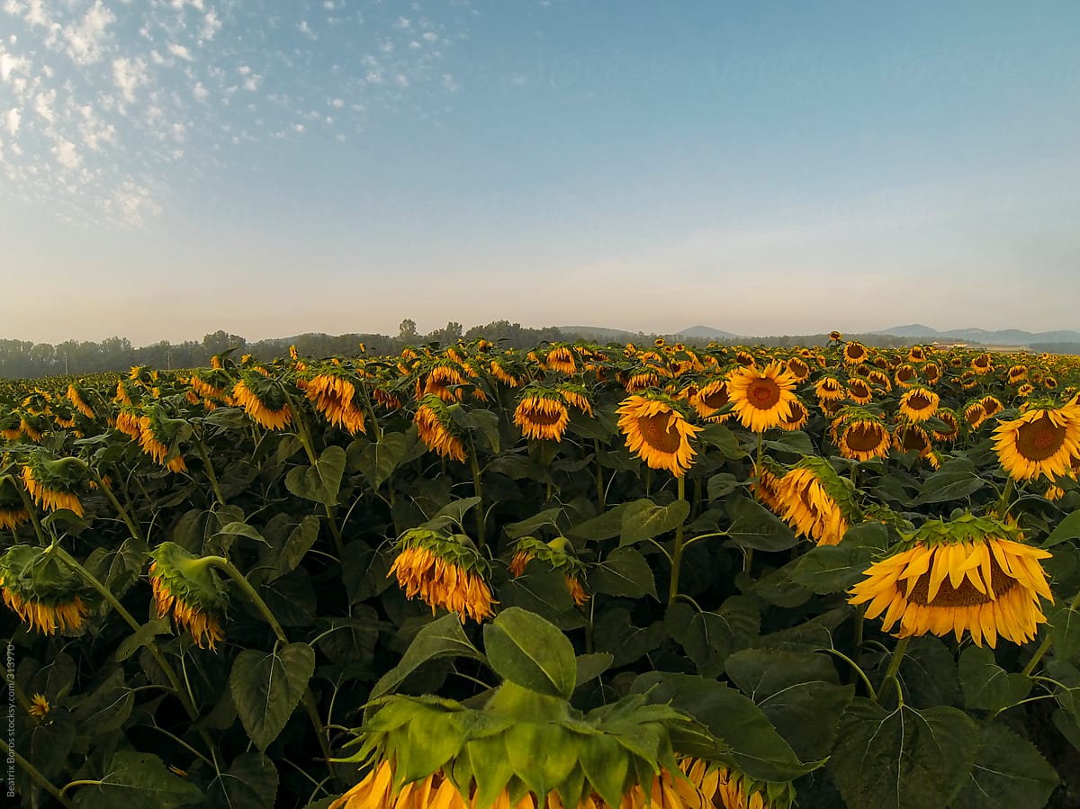 Sunflower field in dawn