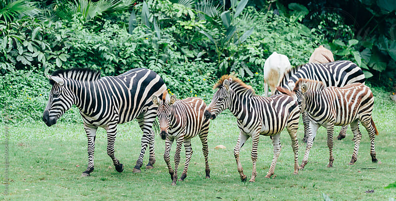 zebra group walking