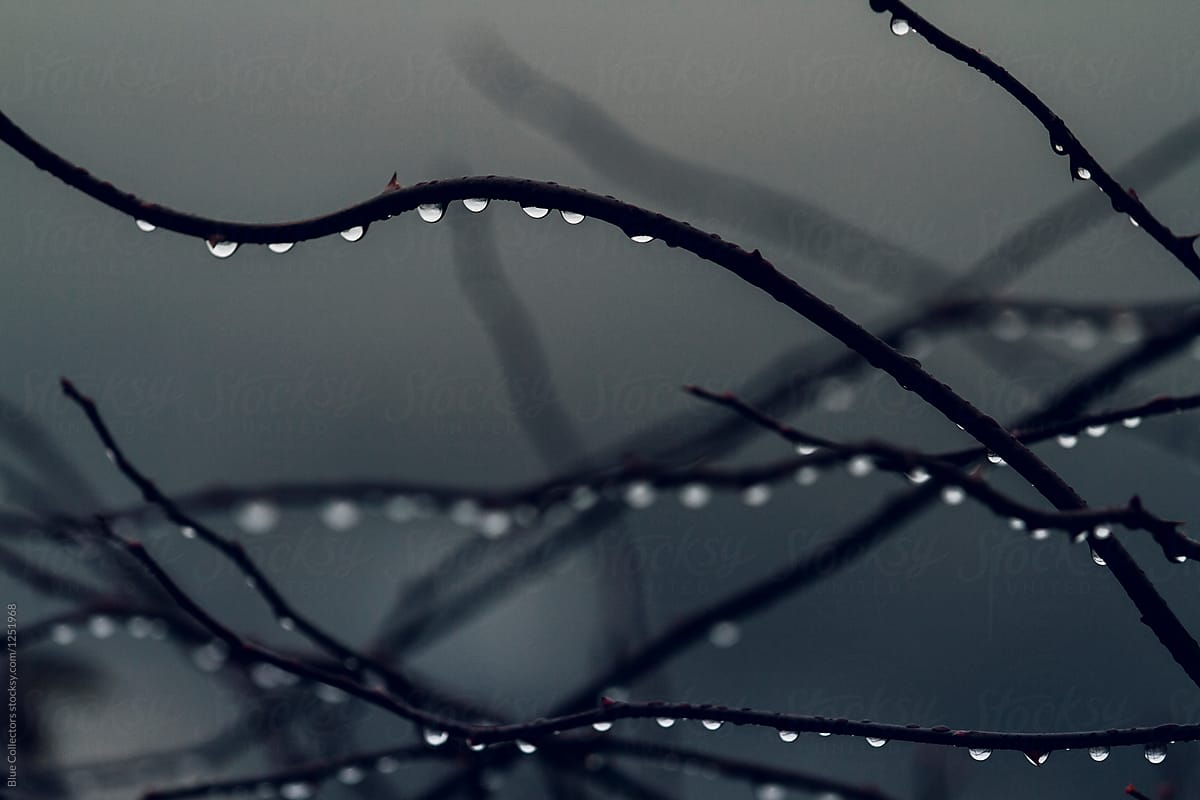 drizzle on tree branch