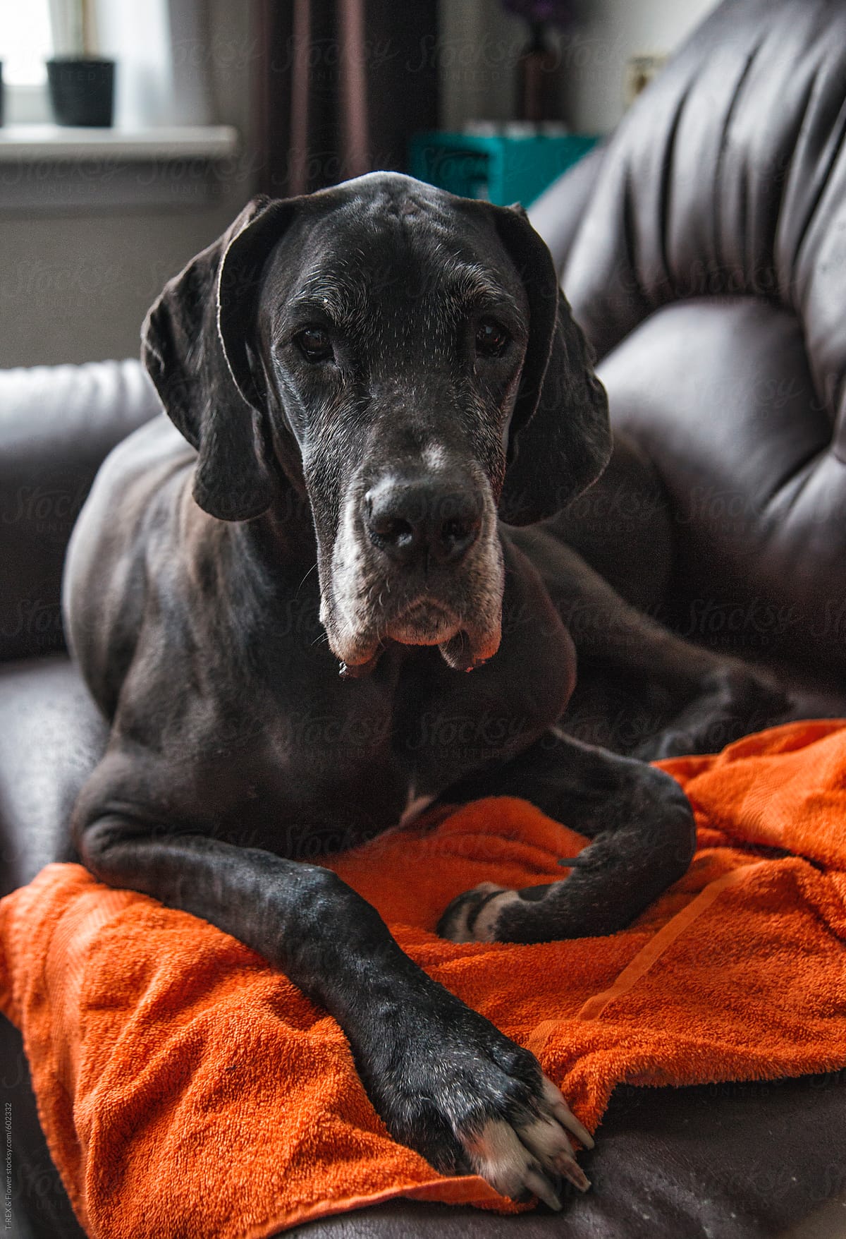 Aged Dane Dog lying on sofa with orange towel