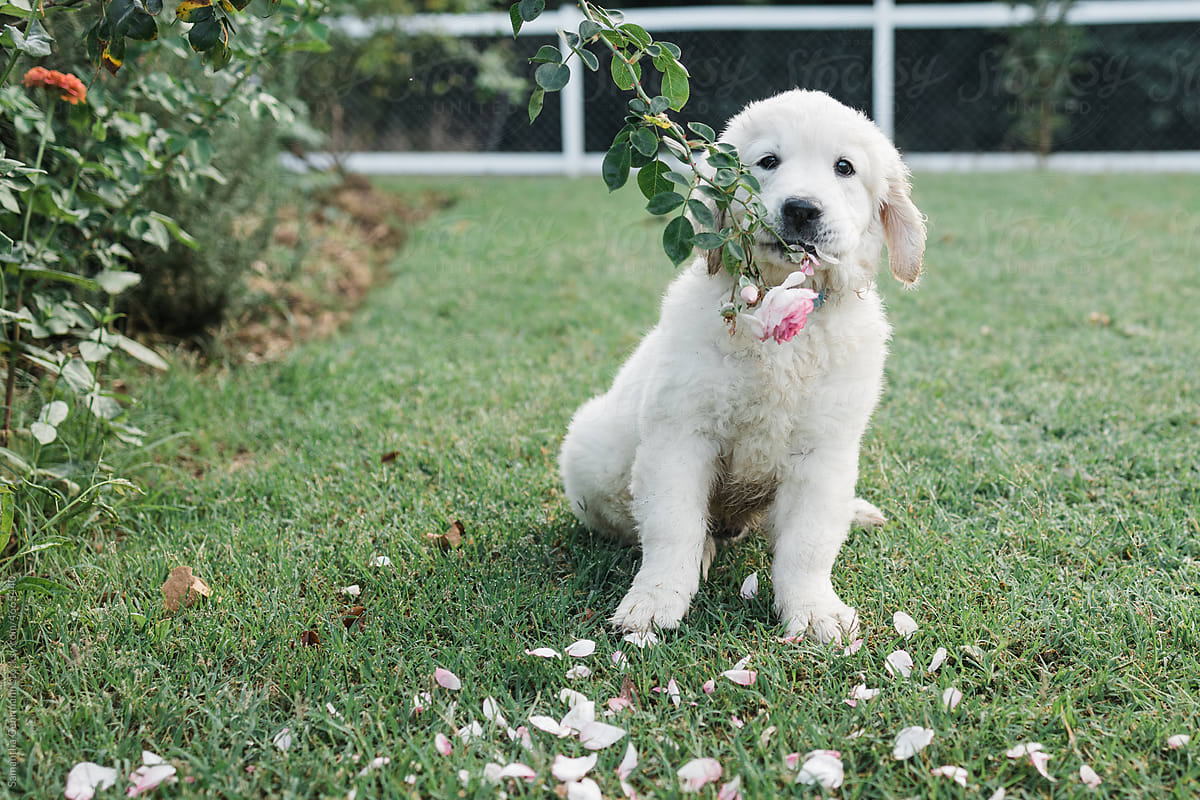golden retriever puppy pulling rose off plant