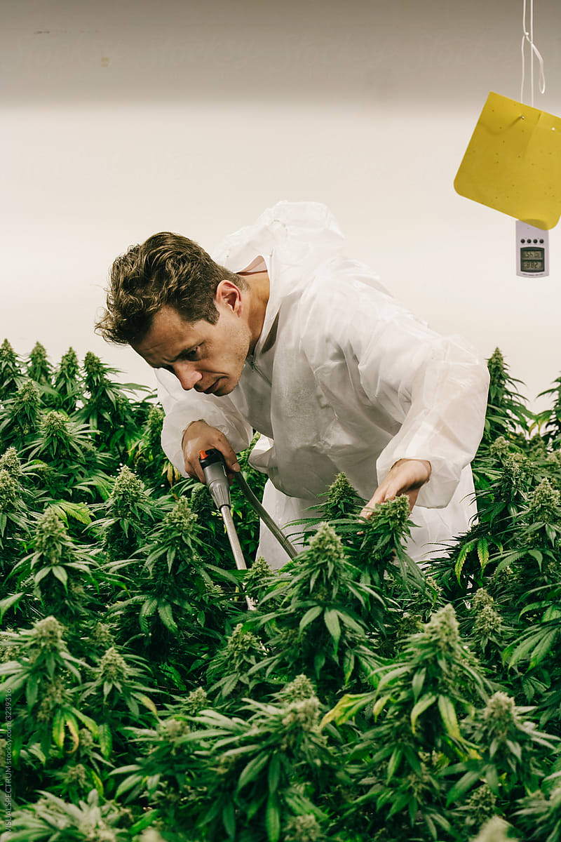 Man Watering Cannabis Plants