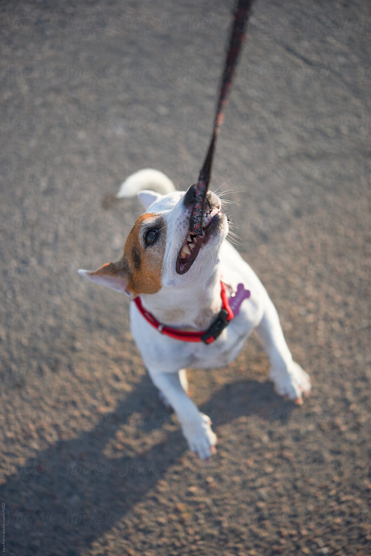 Jack Russell Terrier playing tug-of-war with the leash