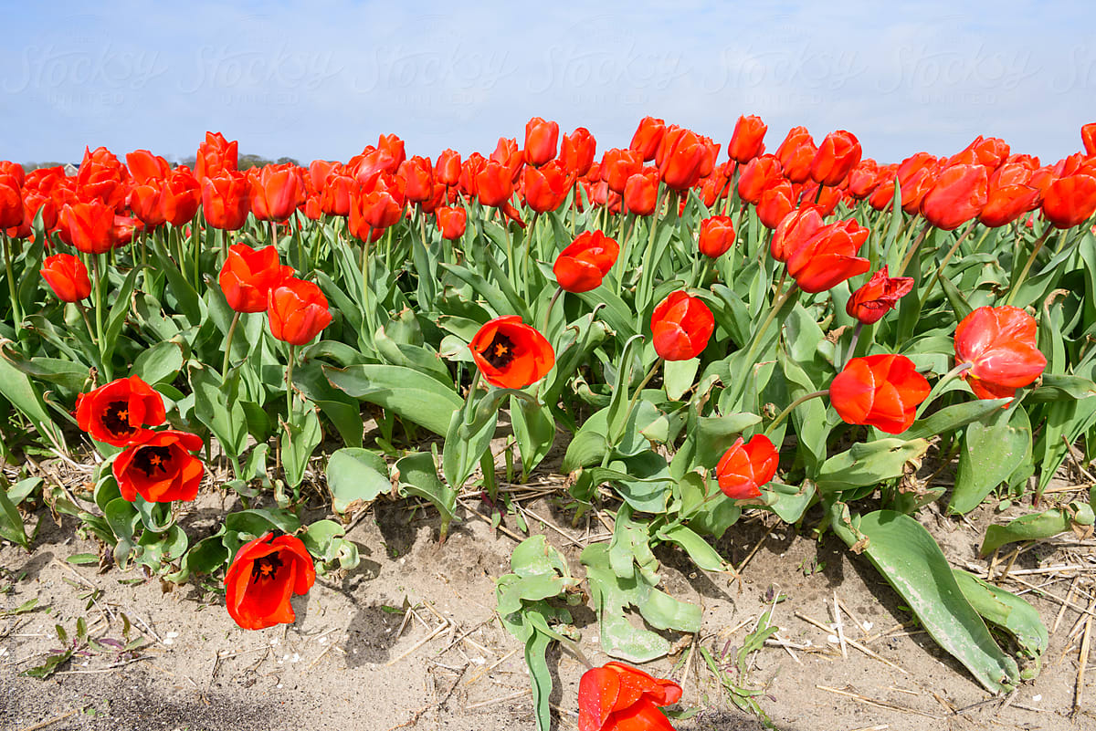 Red blooming tulips in farm under blue sky