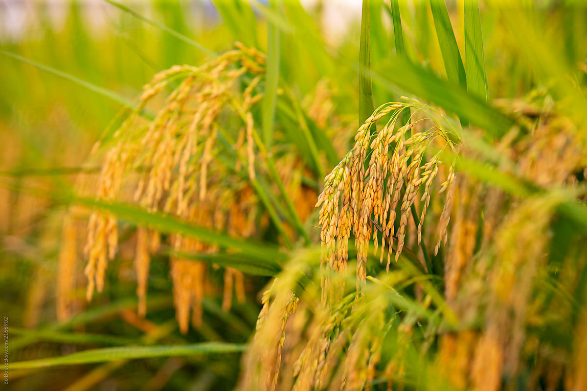 Rice Field Harvest