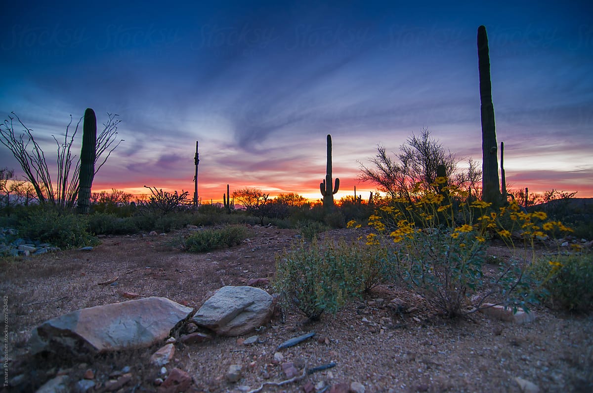 Desert Sunset With Sagauro Cactus
