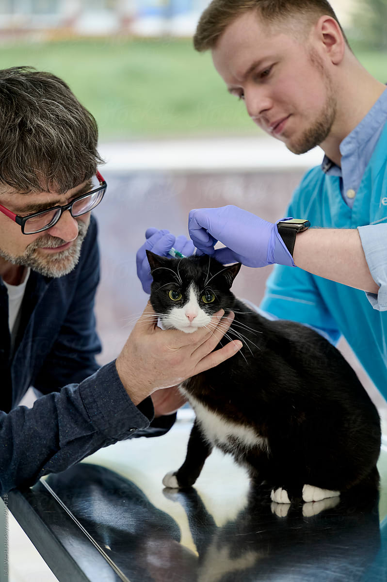 veterinarian examines the cat