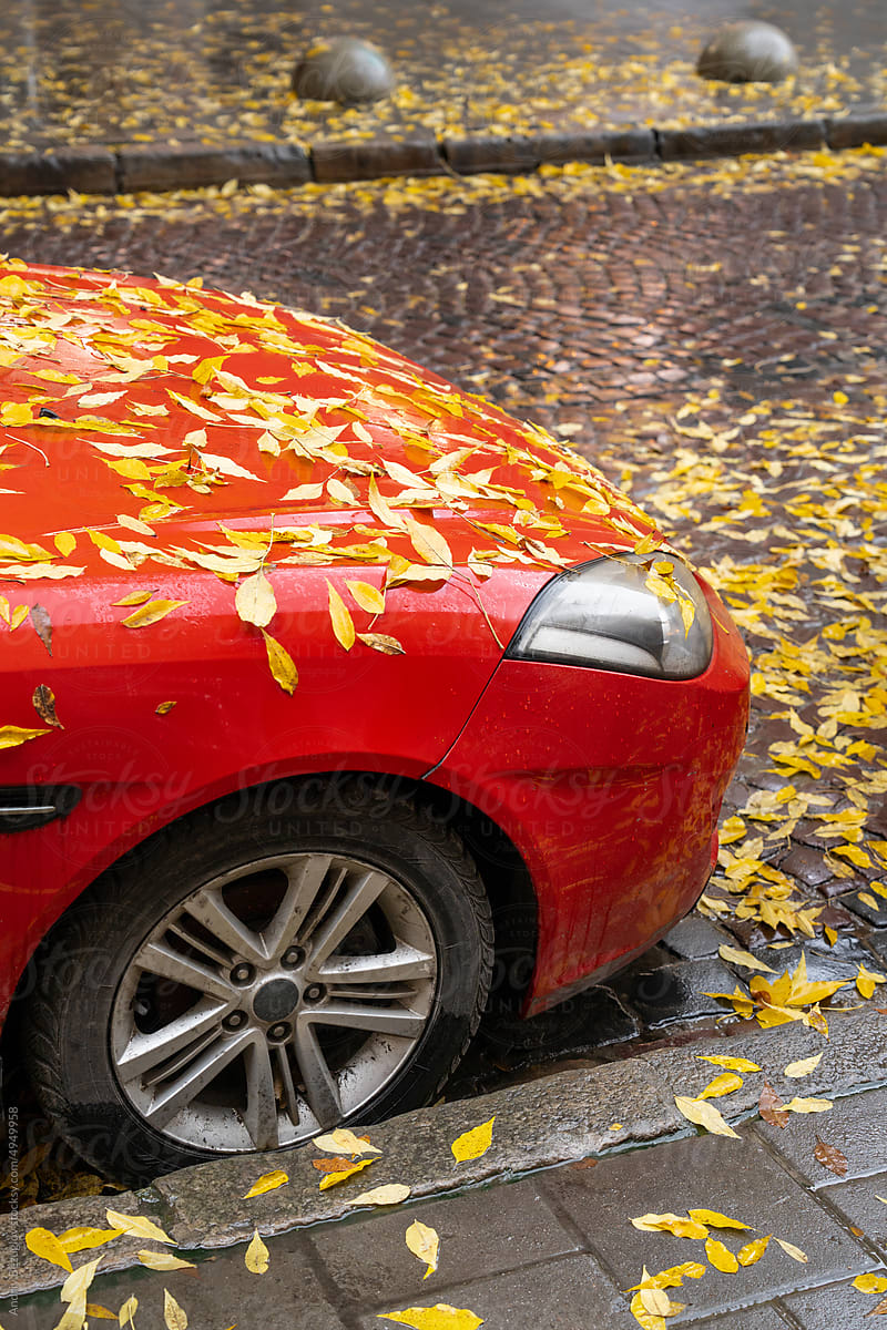 Autumn leaves in selective focus on car wipers and hood