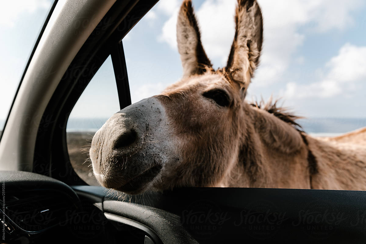 Cute donkey walking outdoors and looking inside car.