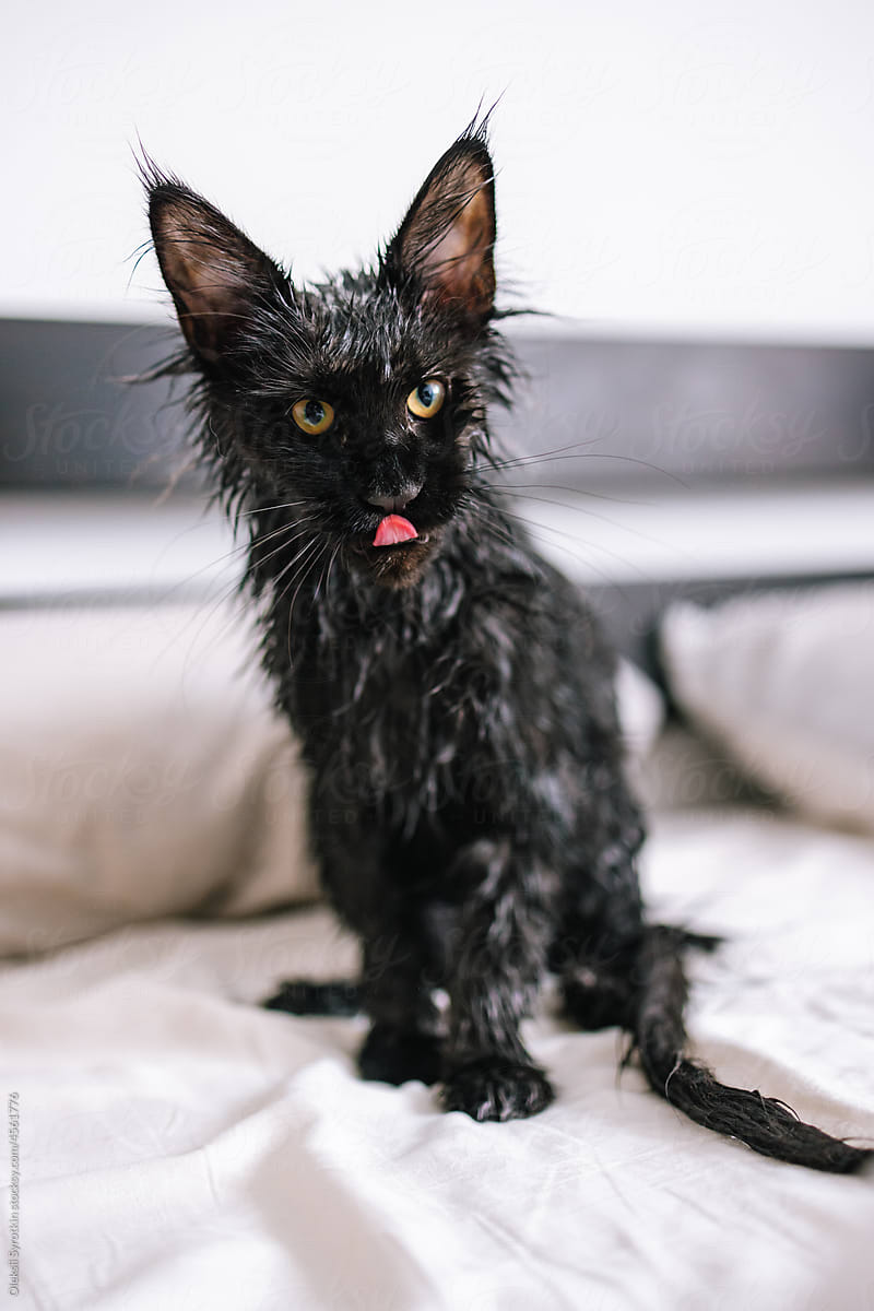 Black cat. Wet animal. Dry up. Cleanliness. Relaxed