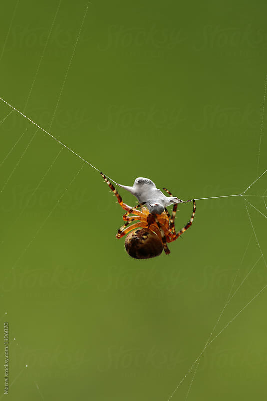 Spider wrapping up a prey