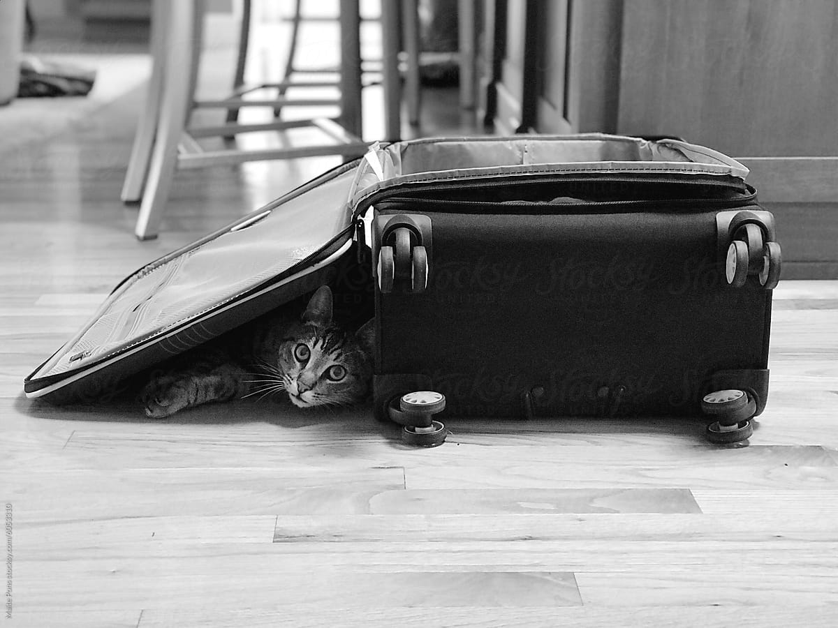 Travelling Cat