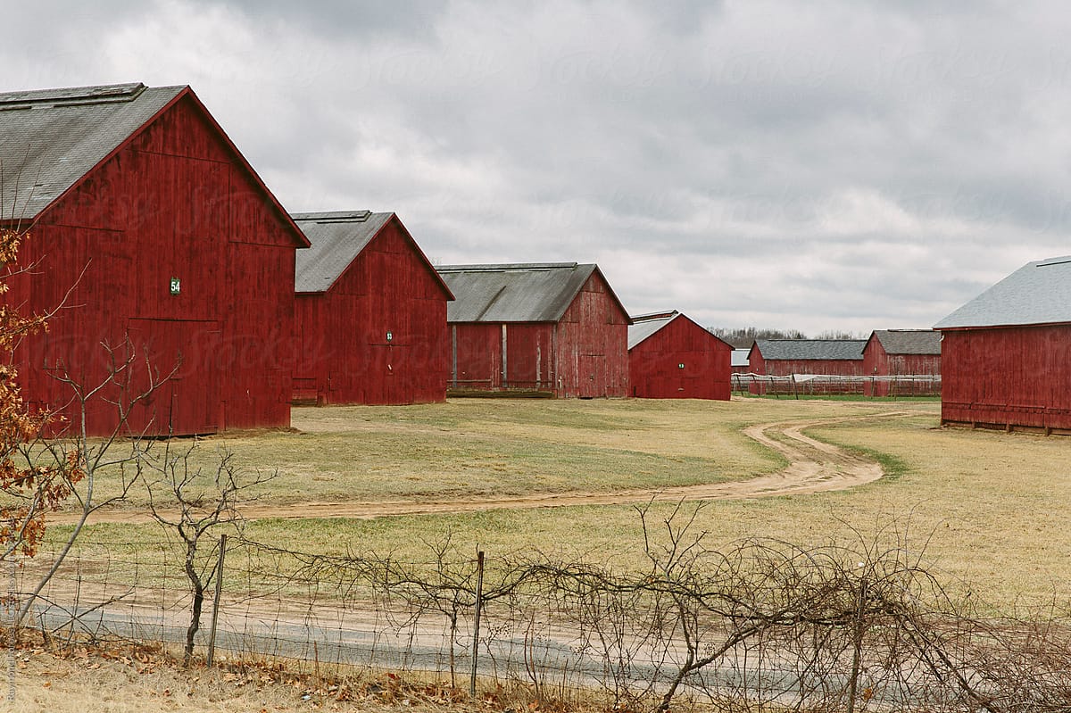 Connecticut Landscape Tobacco Barns In Fall