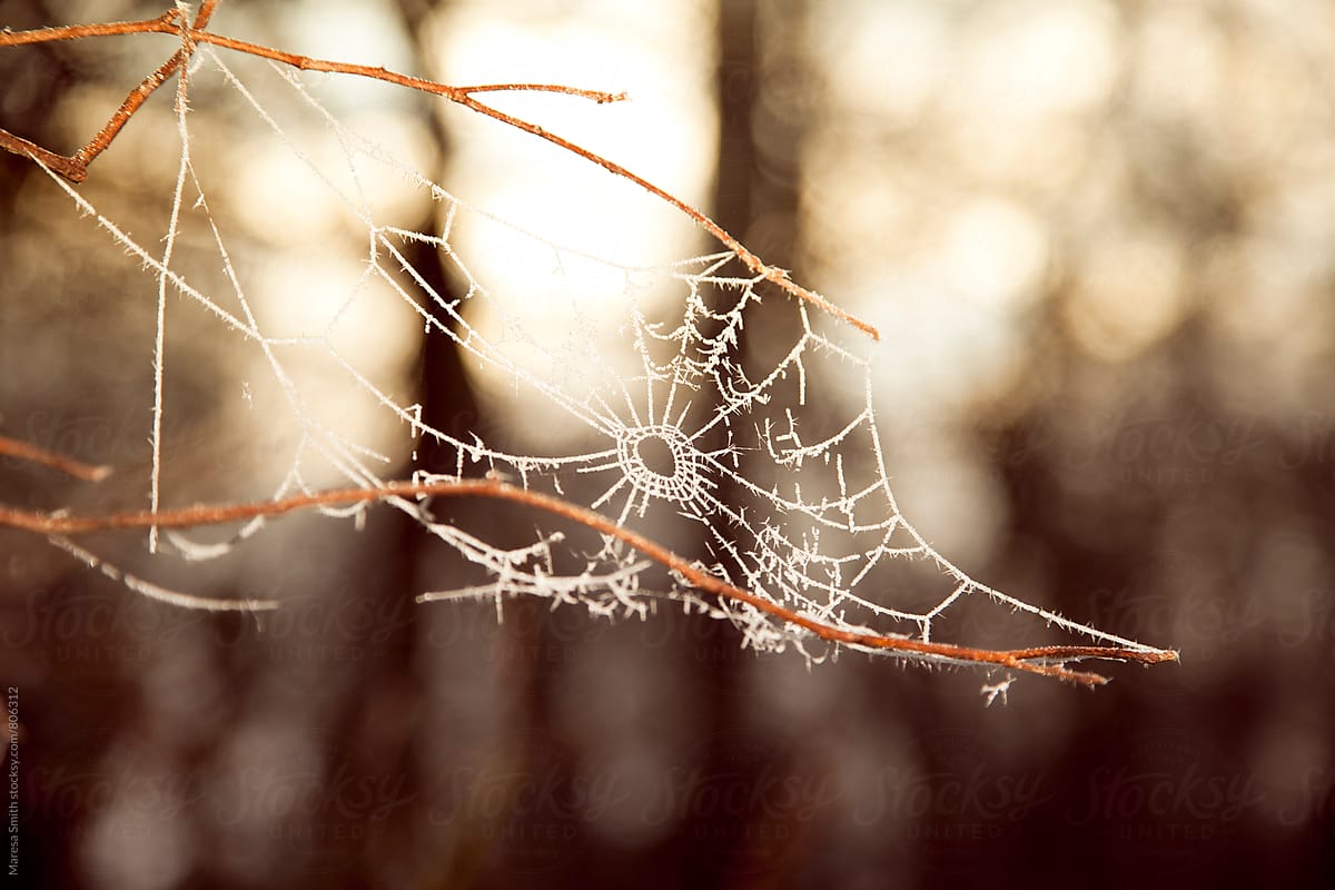 A frosty cobweb photographed at golden hour during winter