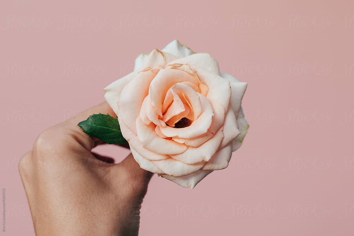 Pure Rose