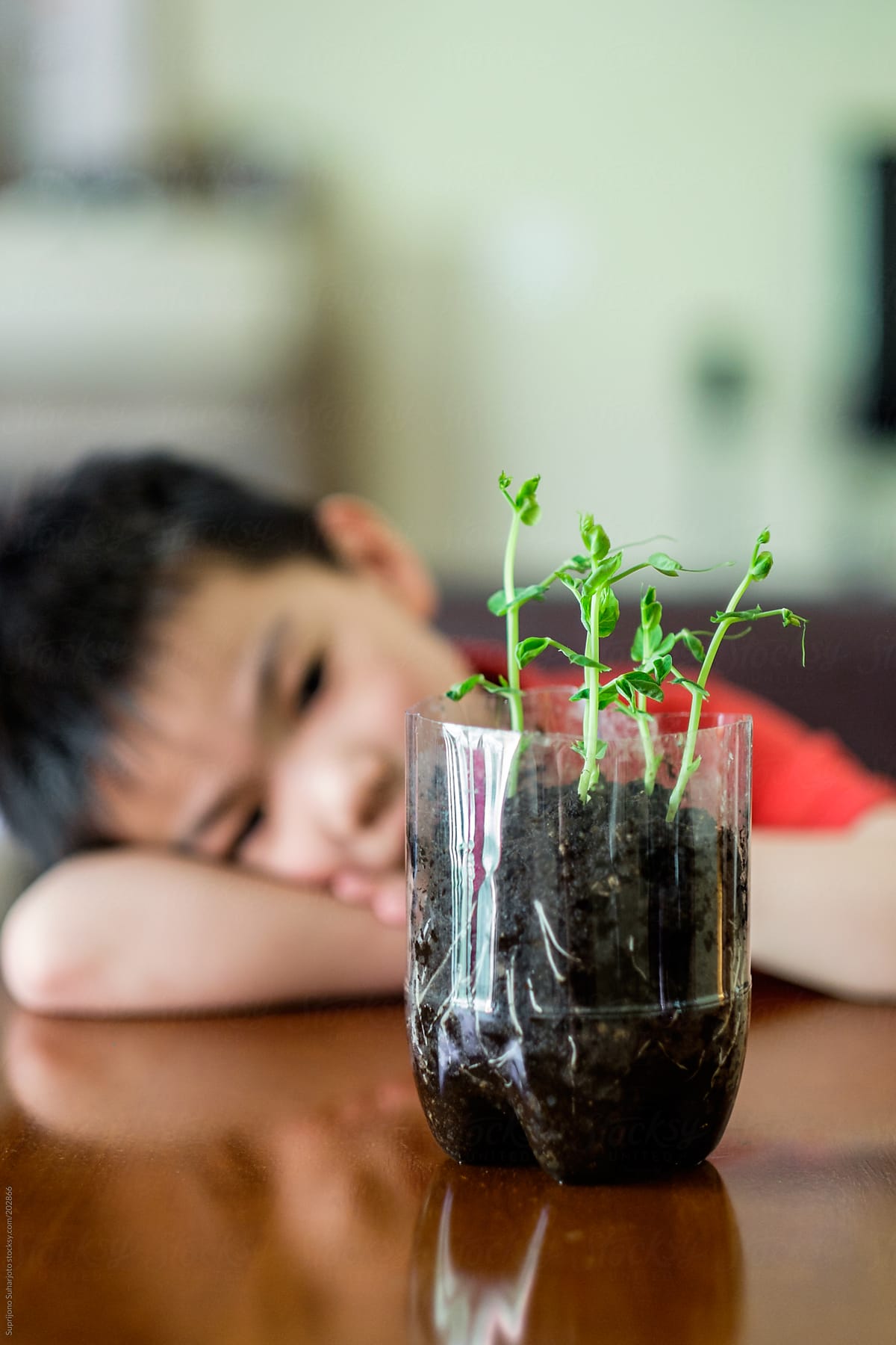 Asian Boy Watching The Growth Of His Plant As Part Of The Science