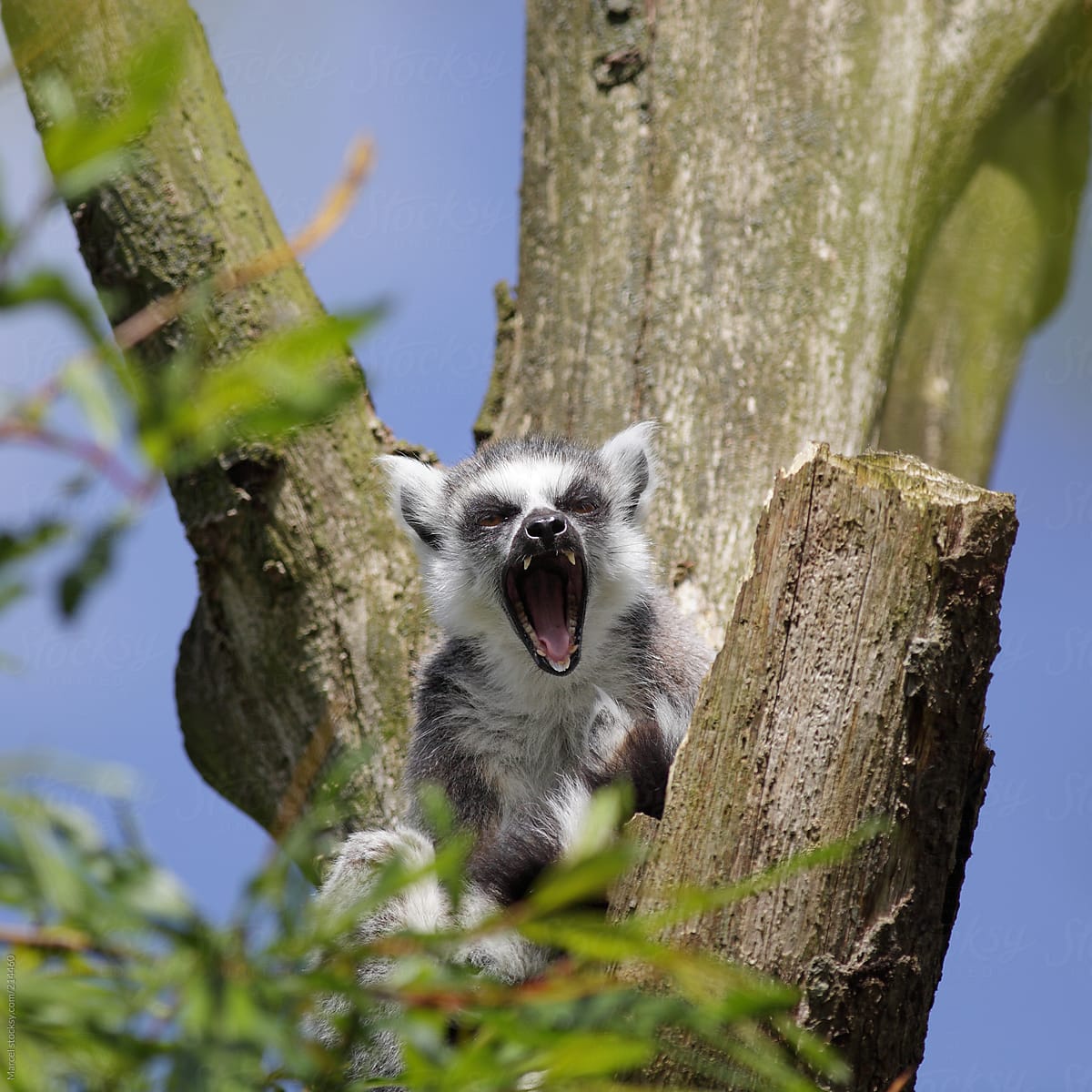 Screaming ring-tailed lemur